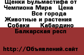 Щенки Бульмастифа от Чемпиона Мира › Цена ­ 1 000 - Все города Животные и растения » Собаки   . Кабардино-Балкарская респ.